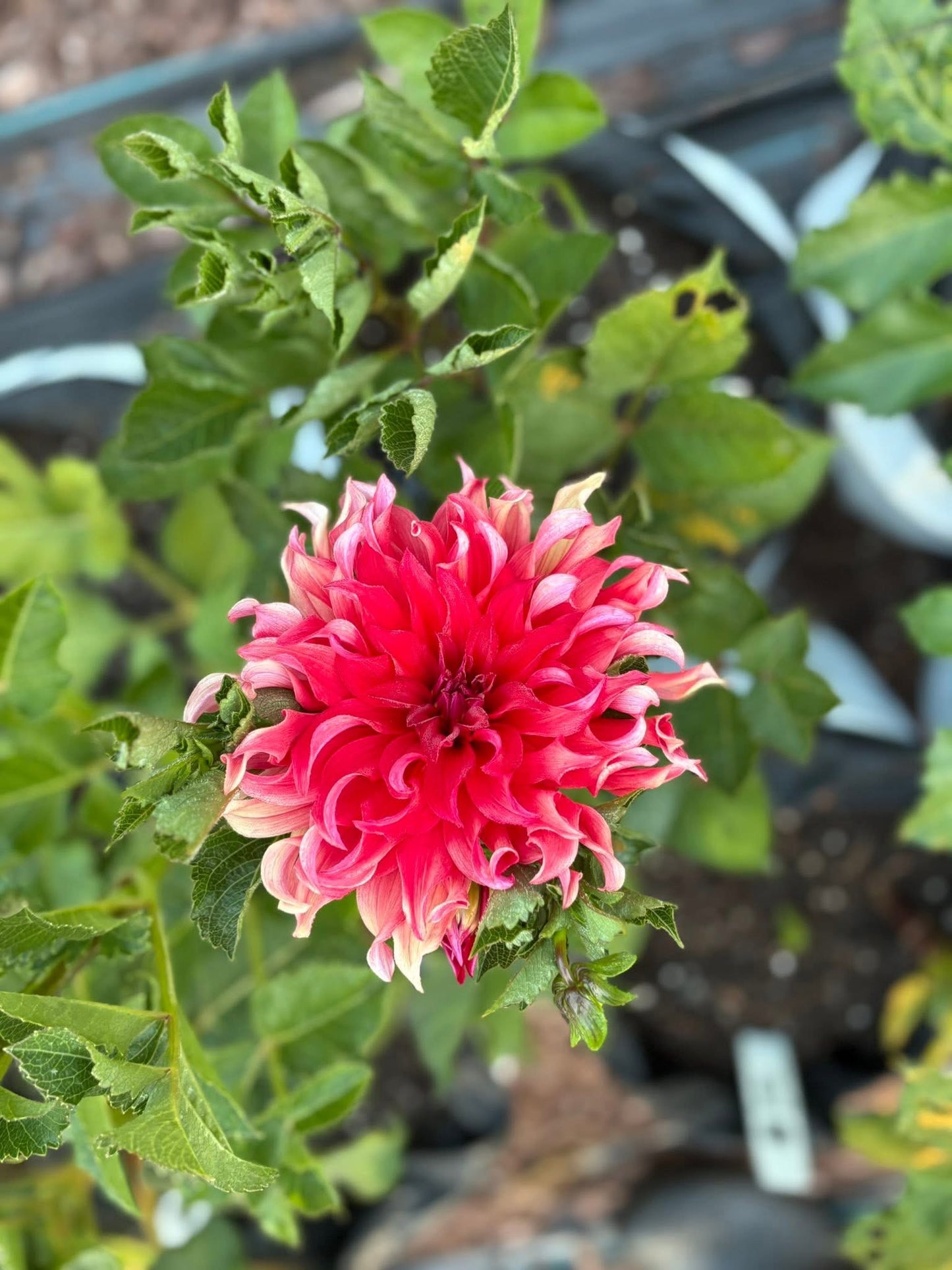 Dahlia Seeds Breeders Mix