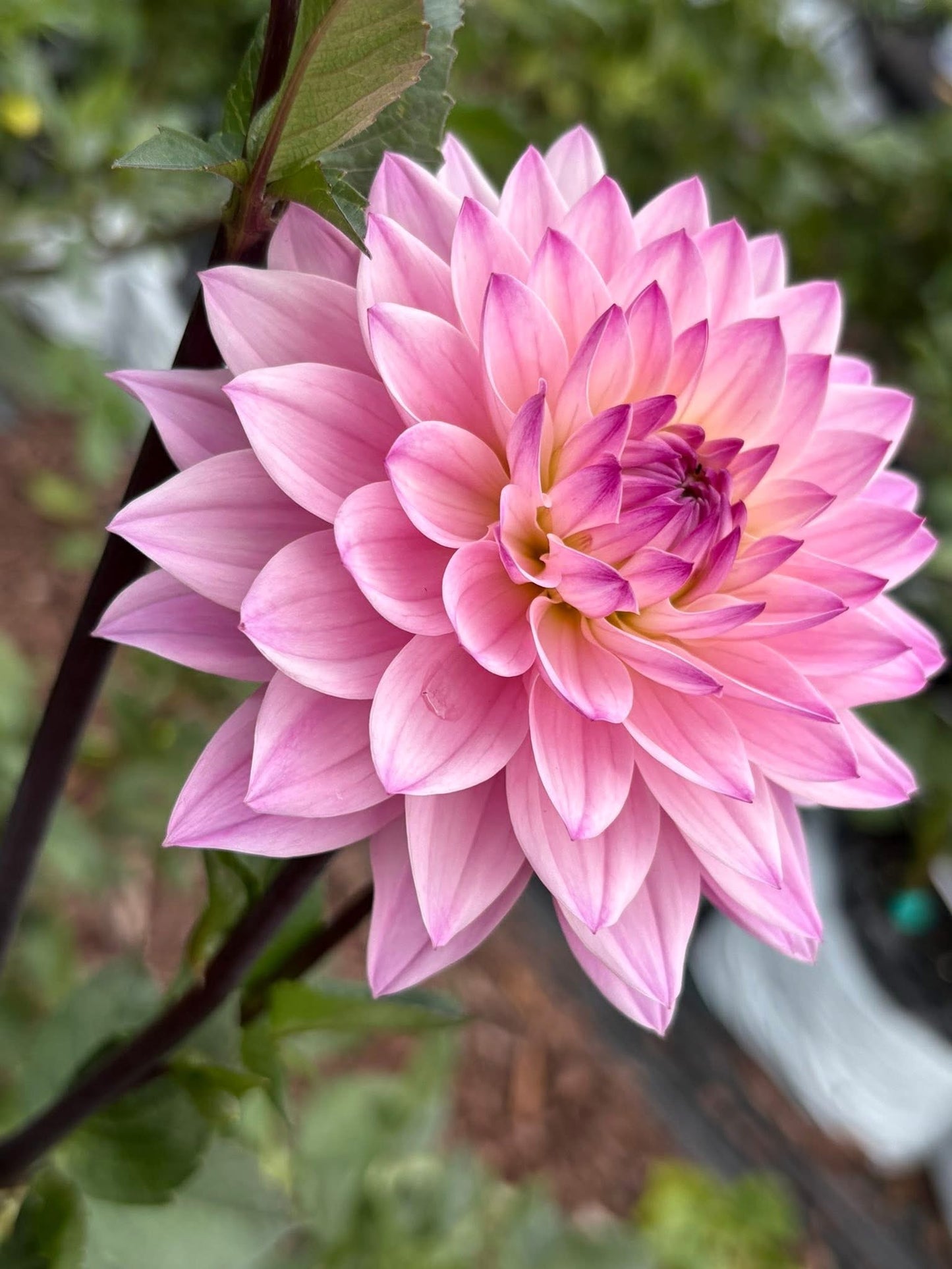 Dahlia Seeds Breeders Mix