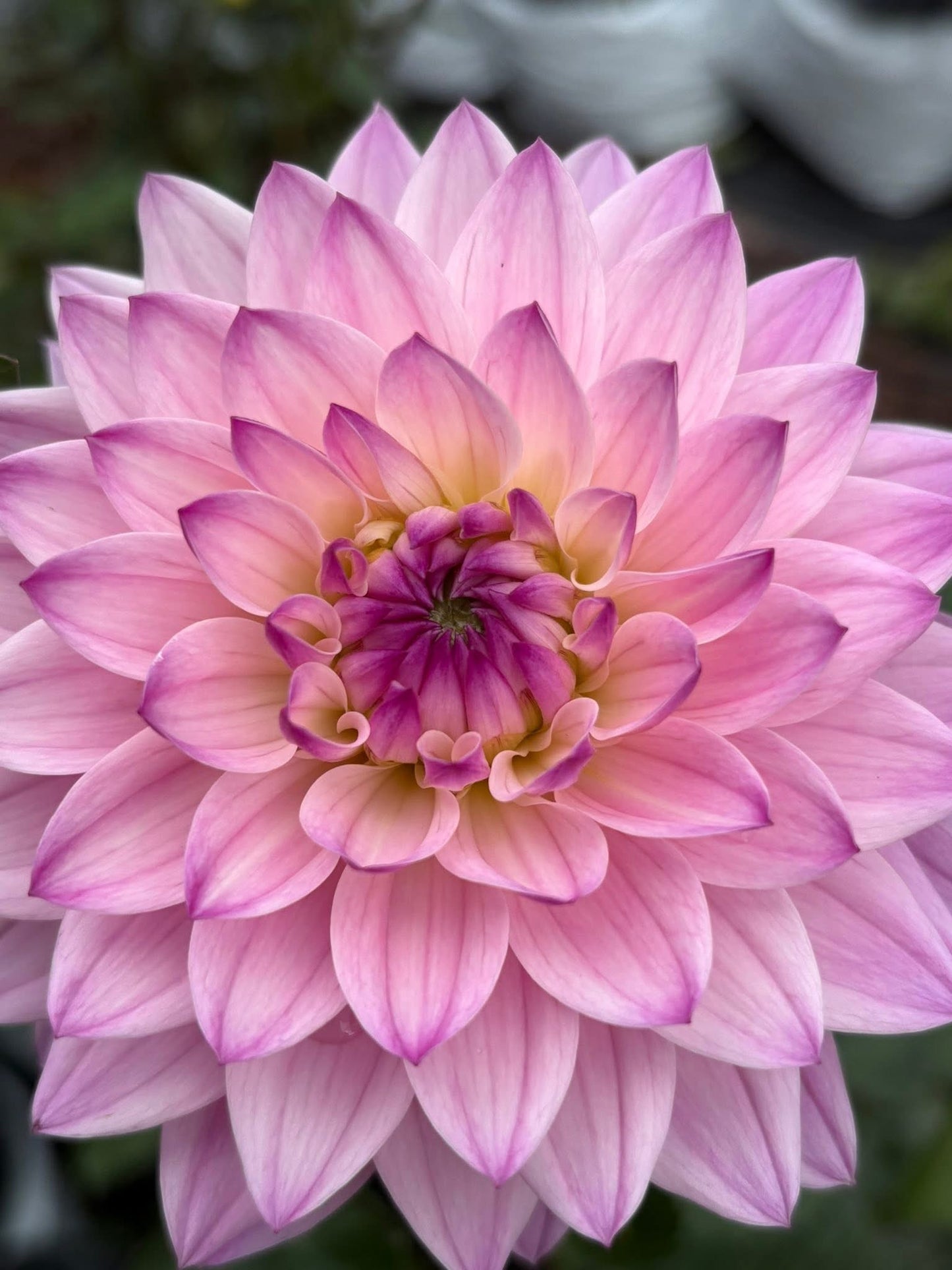 Dahlia Seeds Breeders Mix