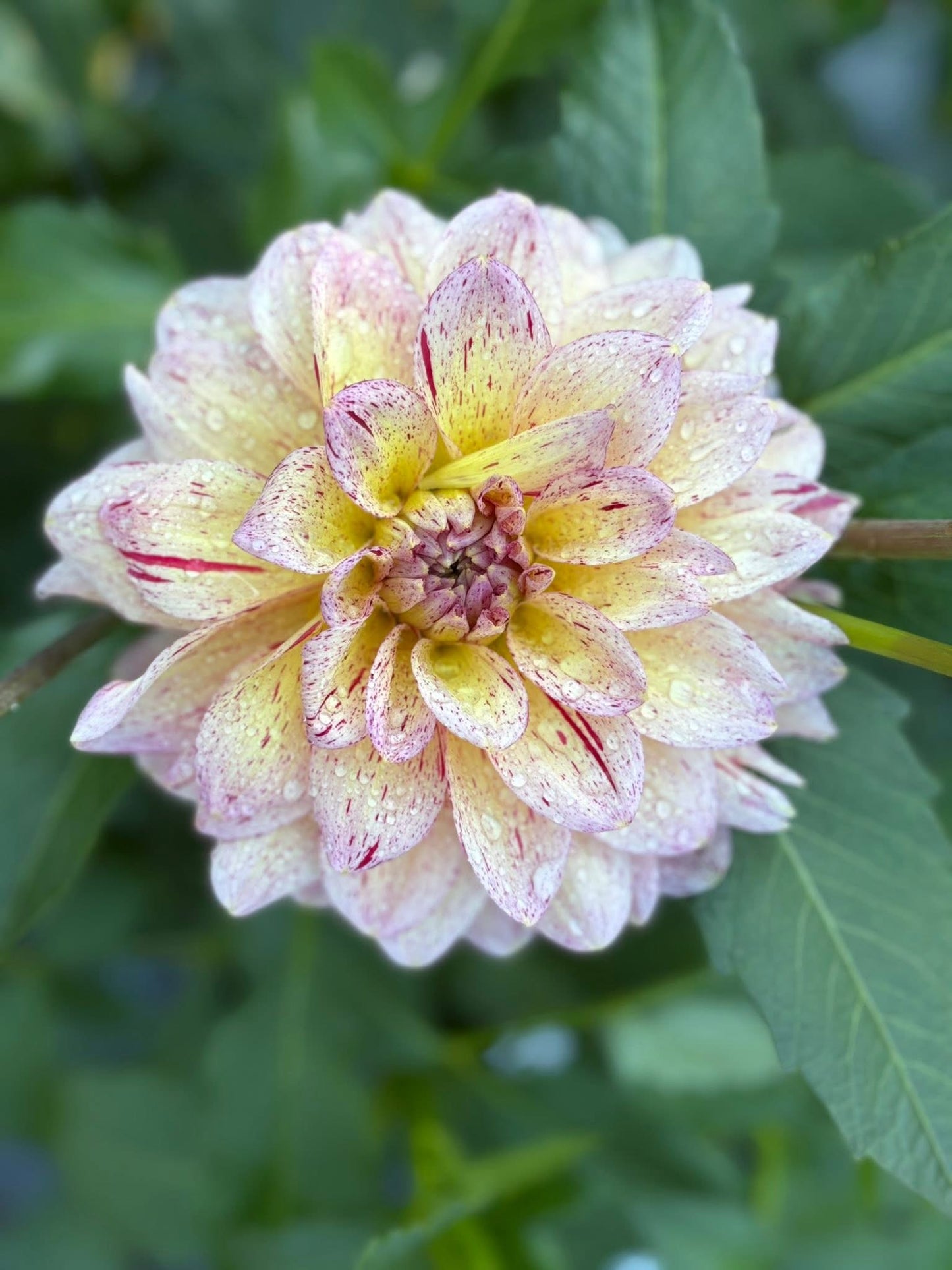 Dahlia Seeds Breeders Mix