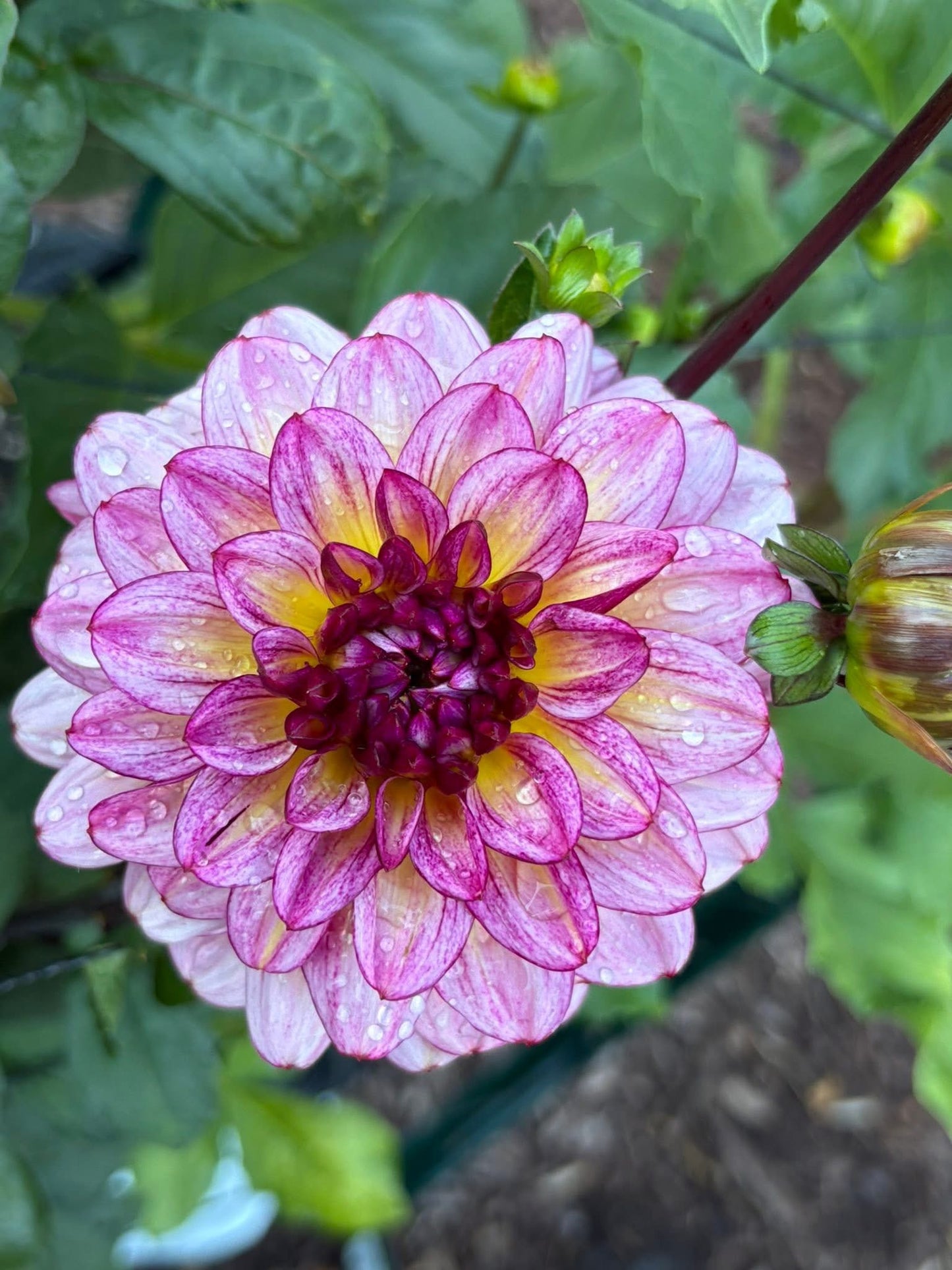 Dahlia Seeds Breeders Mix