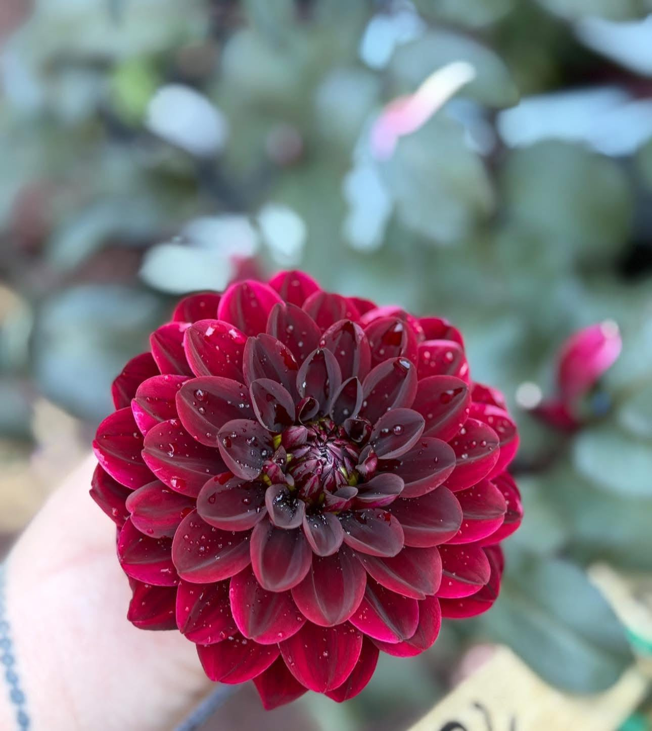 Dahlia Seeds Breeders Mix