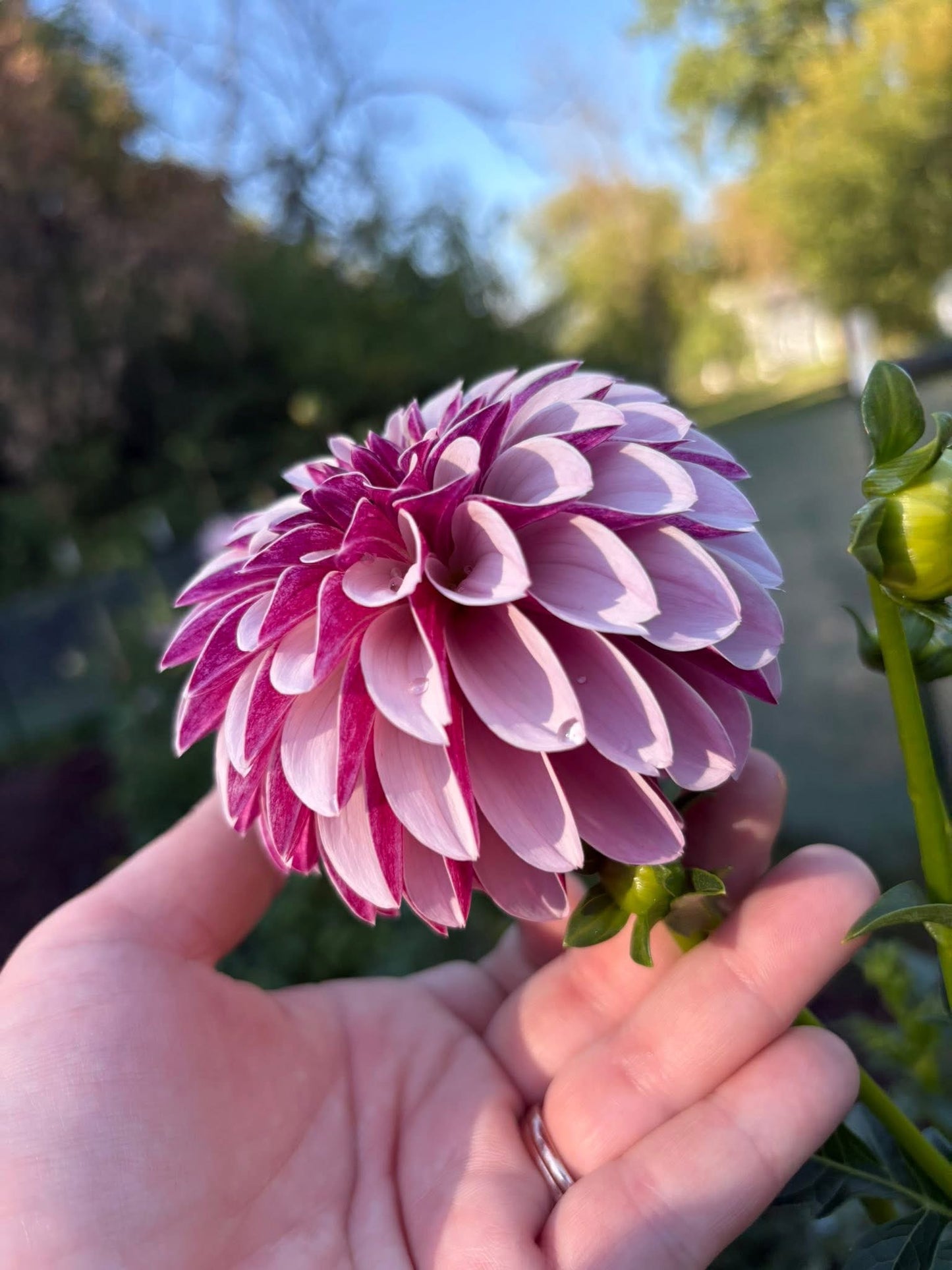 Dahlia Seeds Breeders Mix