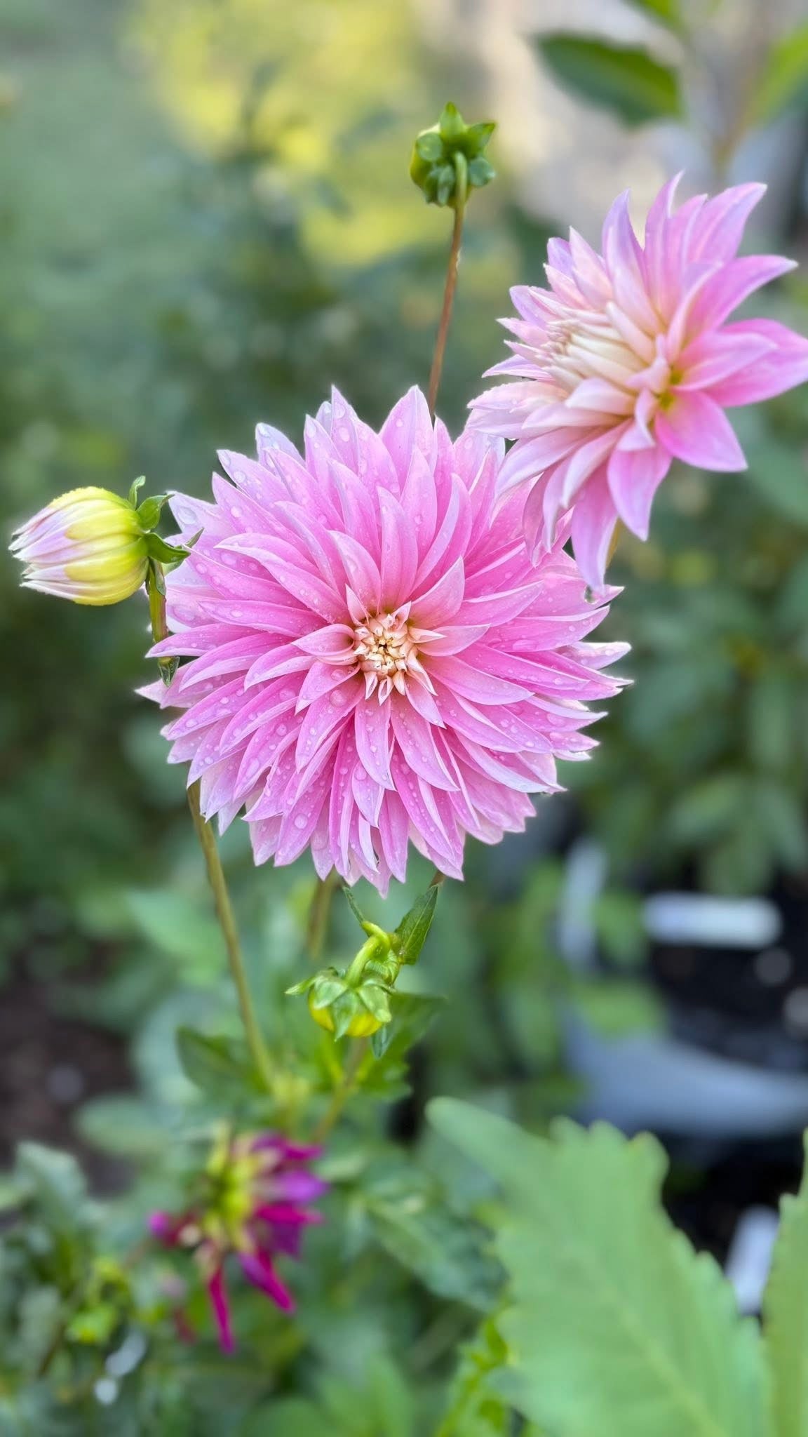 Dahlia Seeds Breeders Mix
