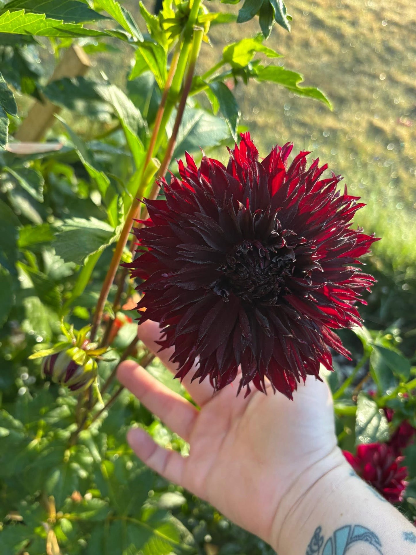 Dahlia Seeds Breeders Mix