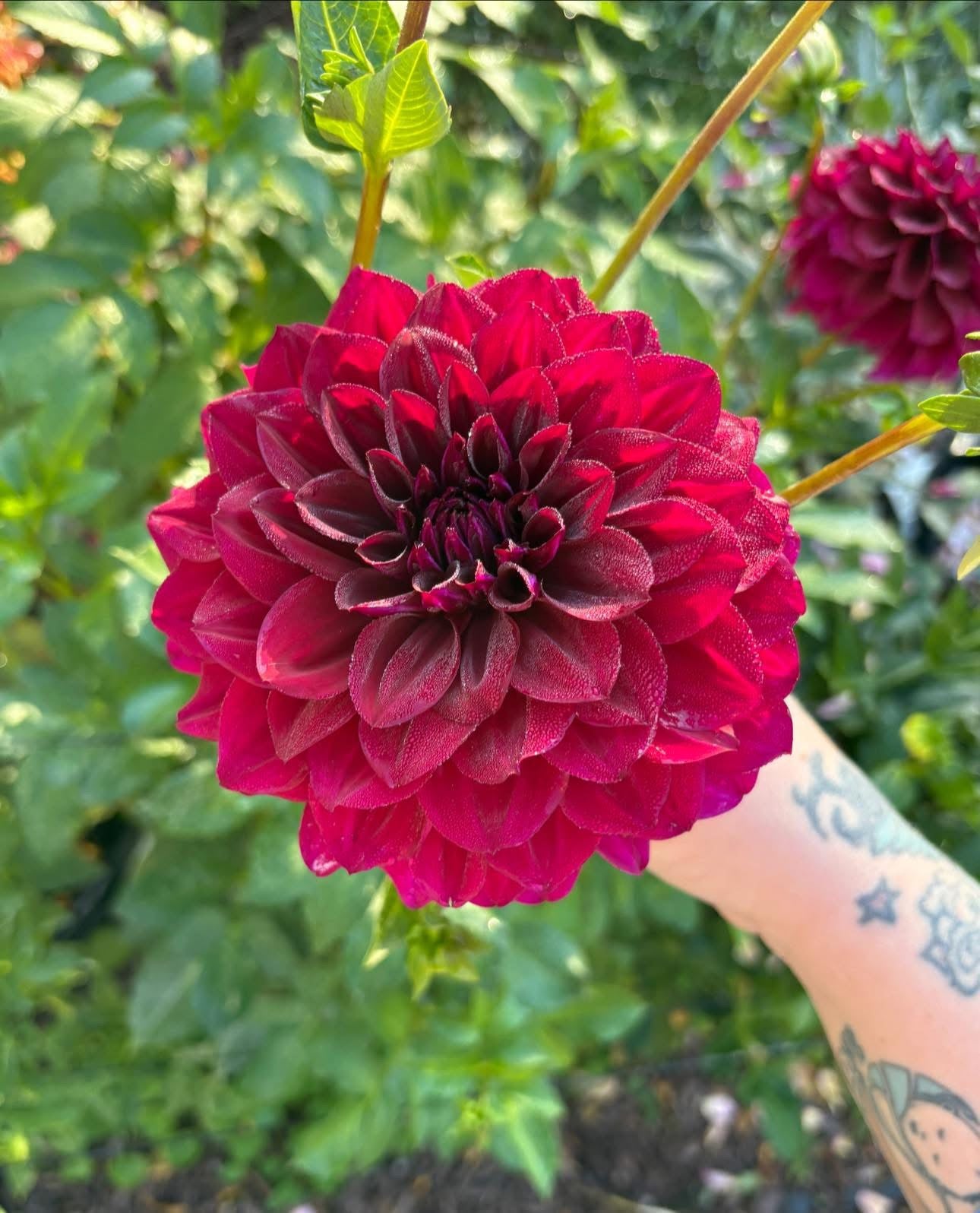 Dahlia Seeds Breeders Mix