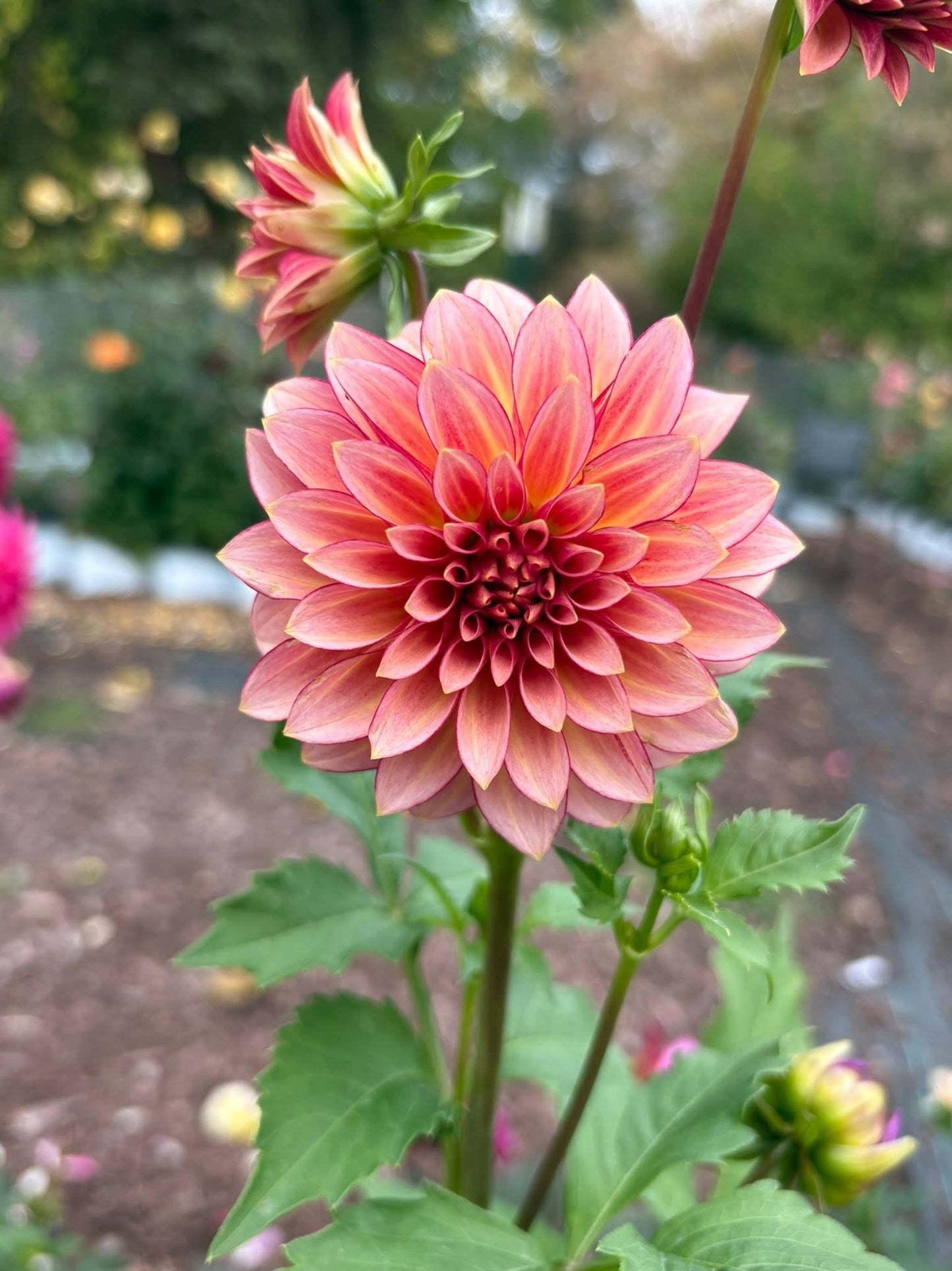 Dahlia Seeds Breeders Mix