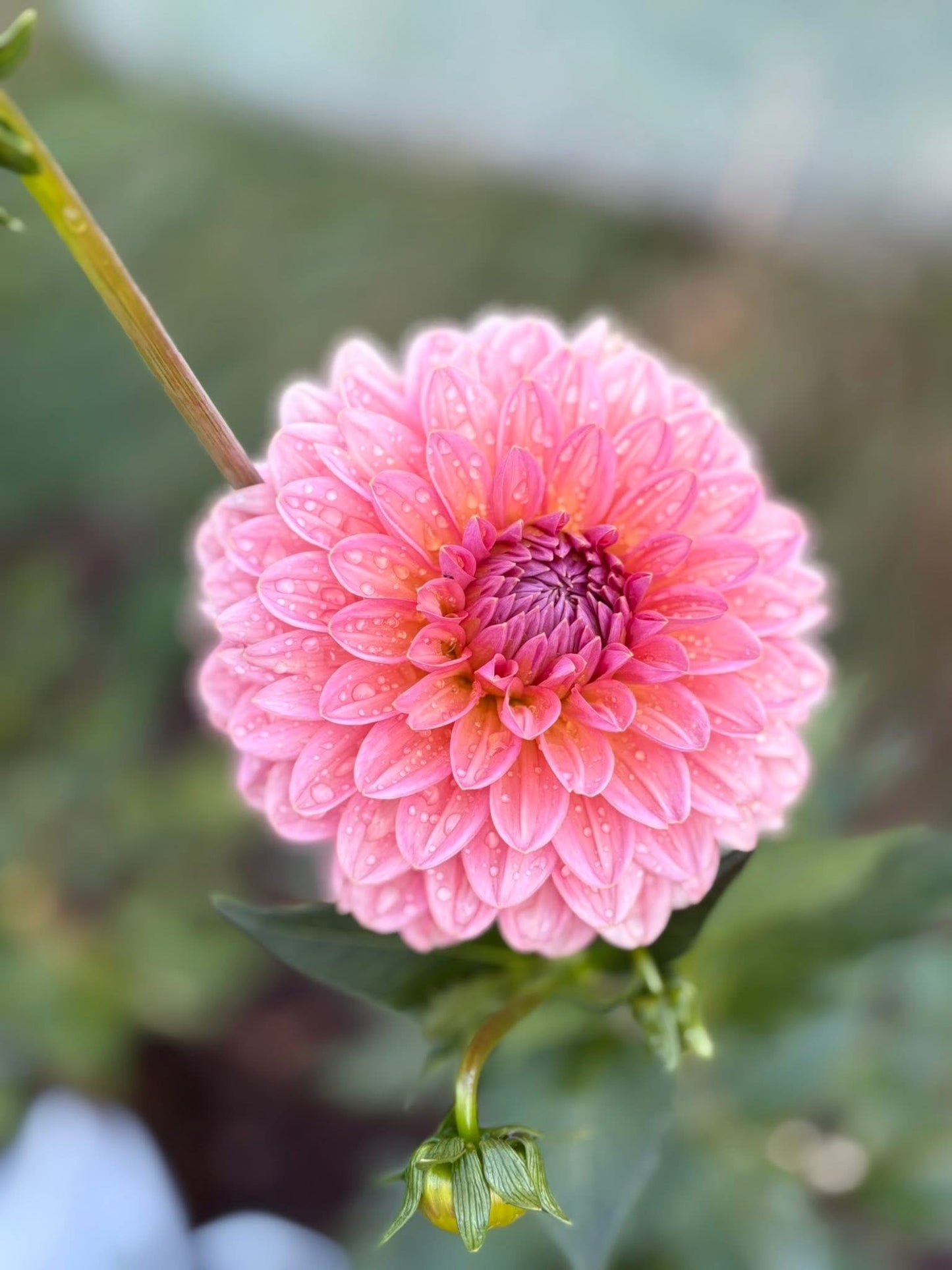 Dahlia Seeds Breeders Mix