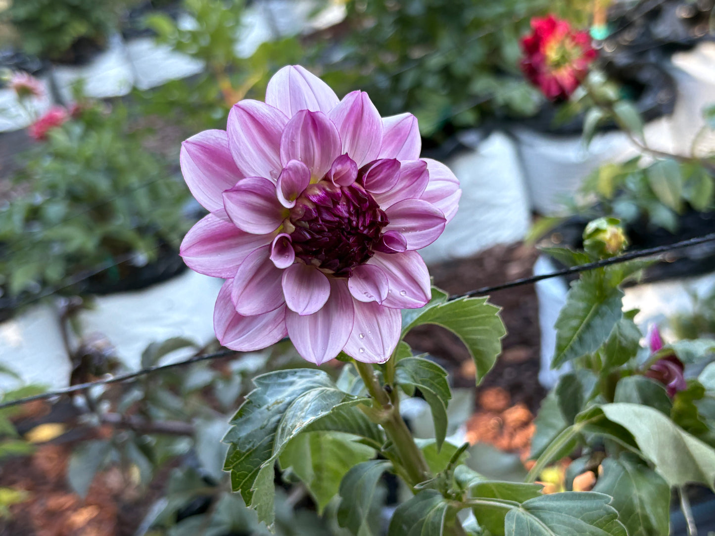 Dahlia Seeds Breeders Mix