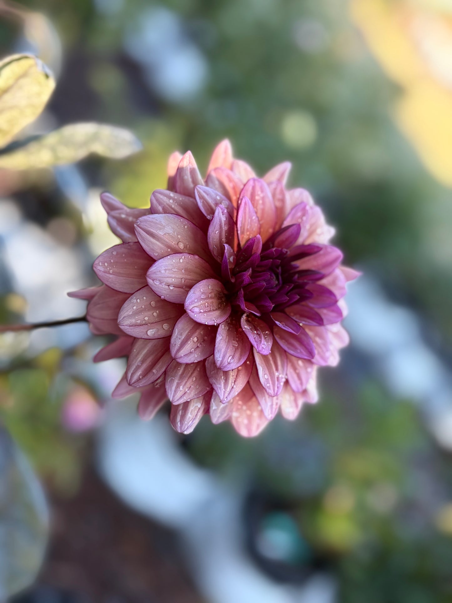 Dahlia Seeds Breeders Mix