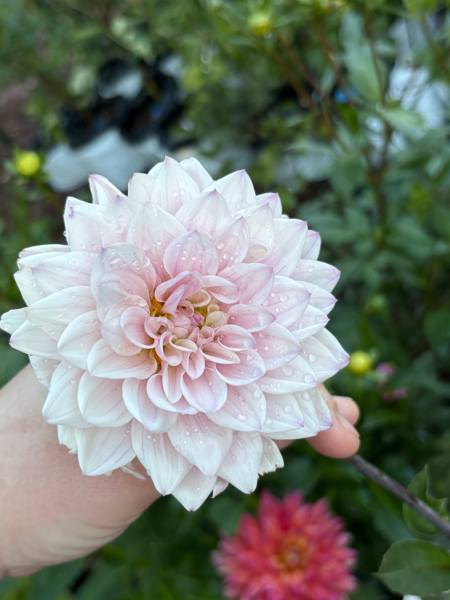 Dahlia Seeds Breeders Mix