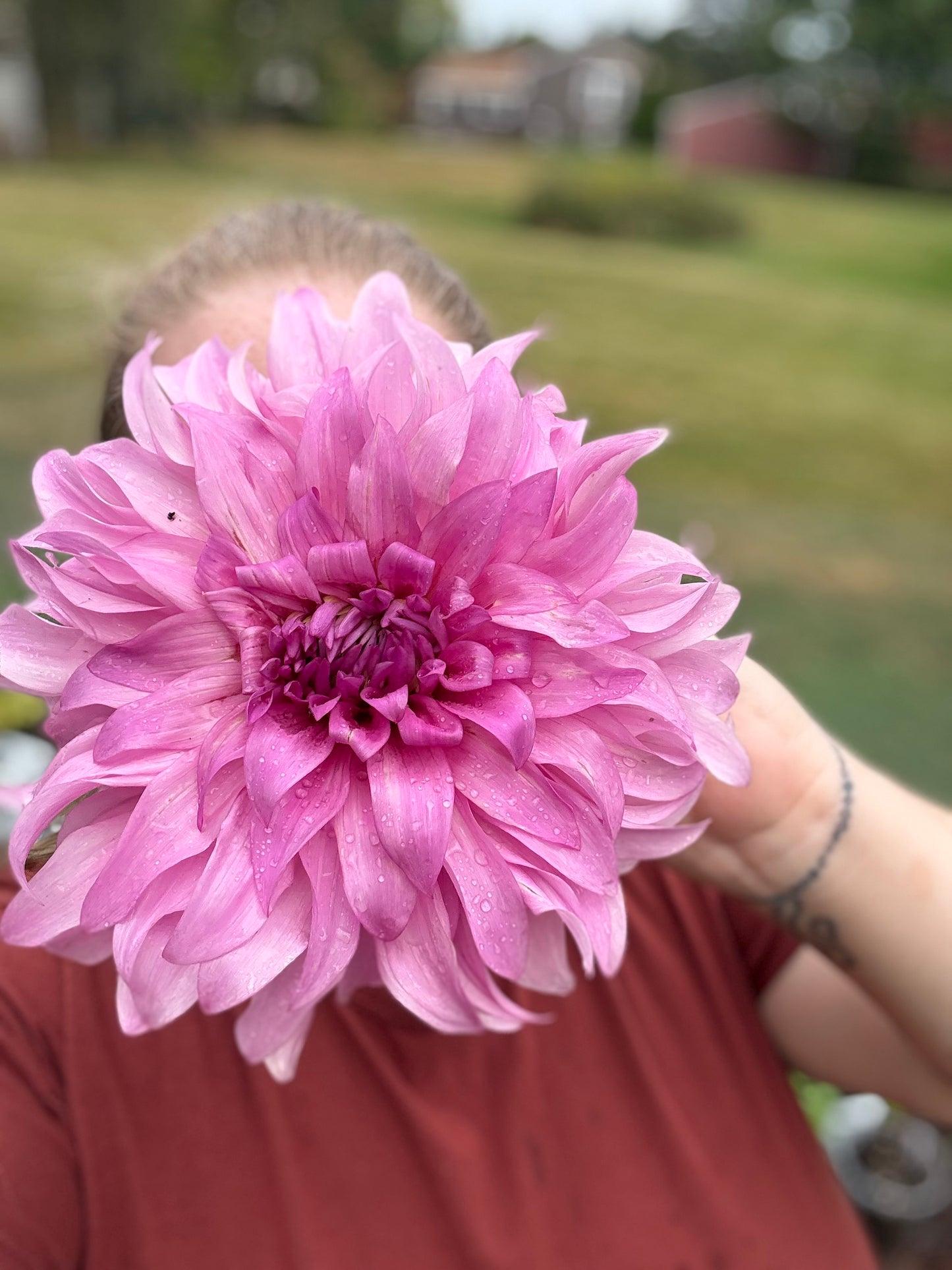 Dahlia Seeds Breeders Mix