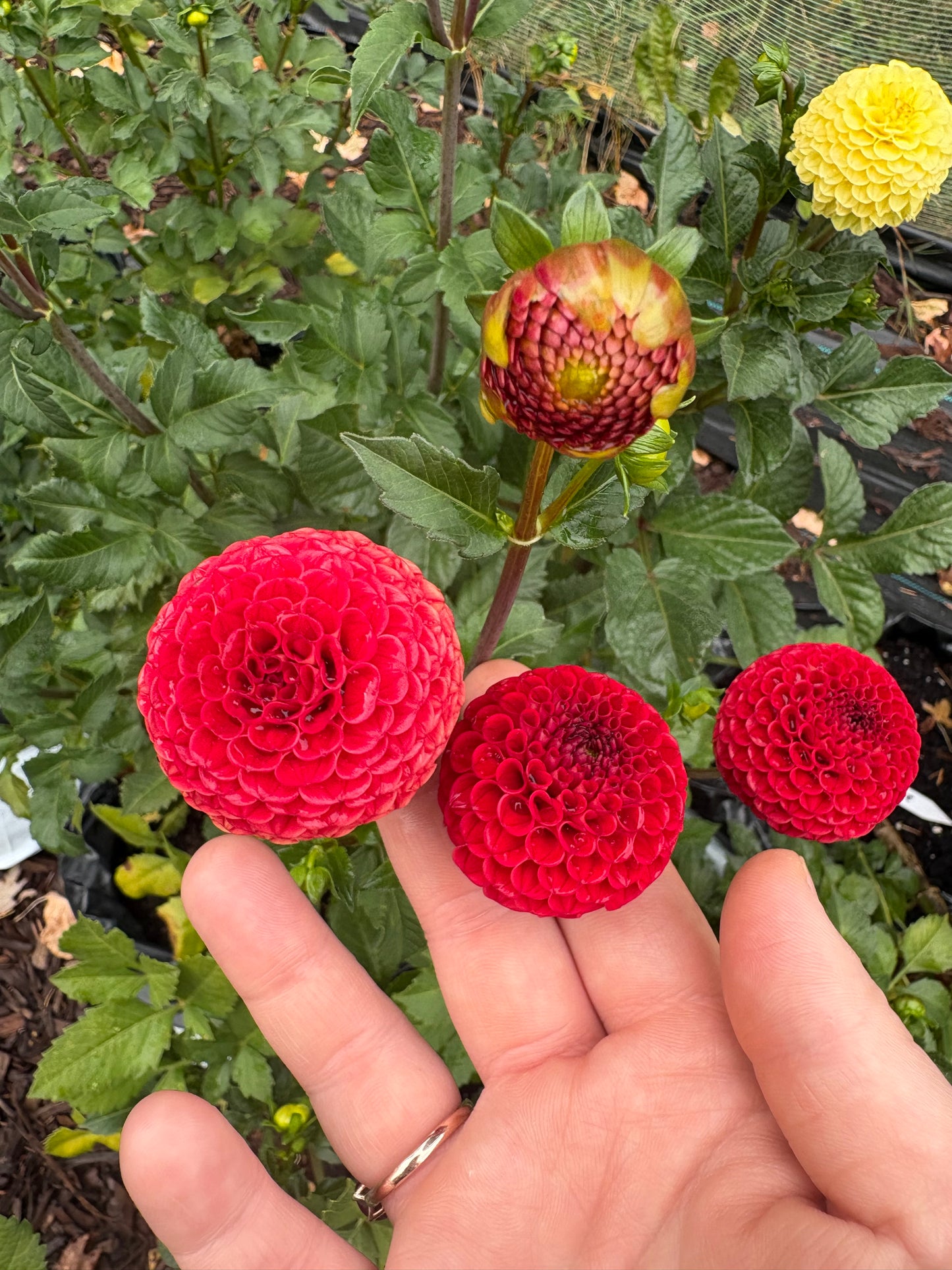 Dahlia Seeds Breeders Mix