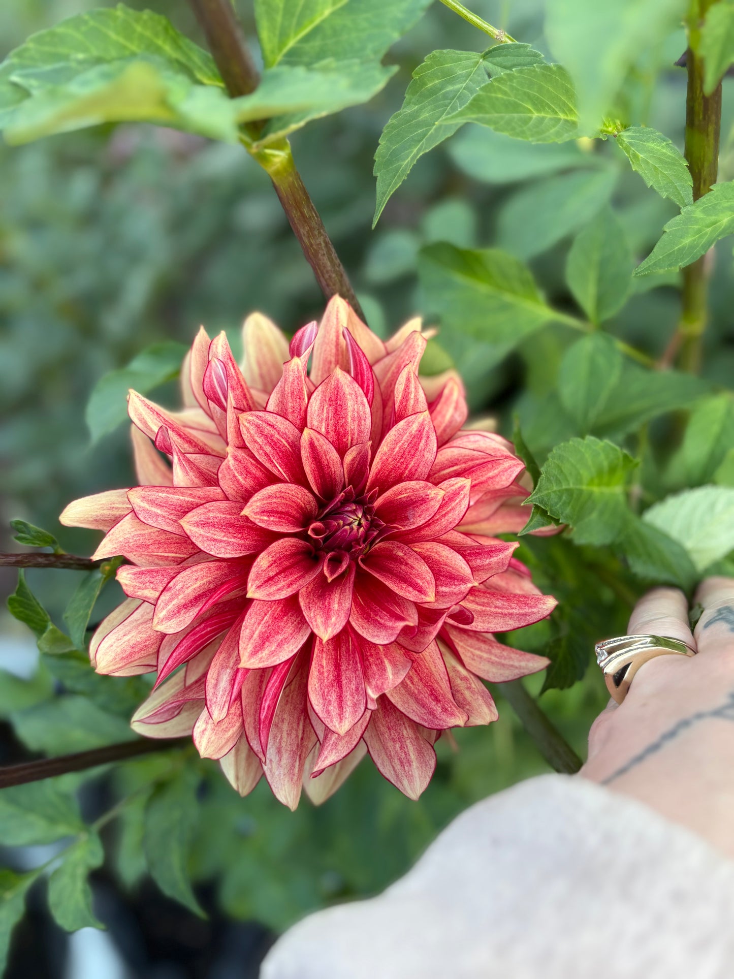 Dahlia Seeds Breeders Mix