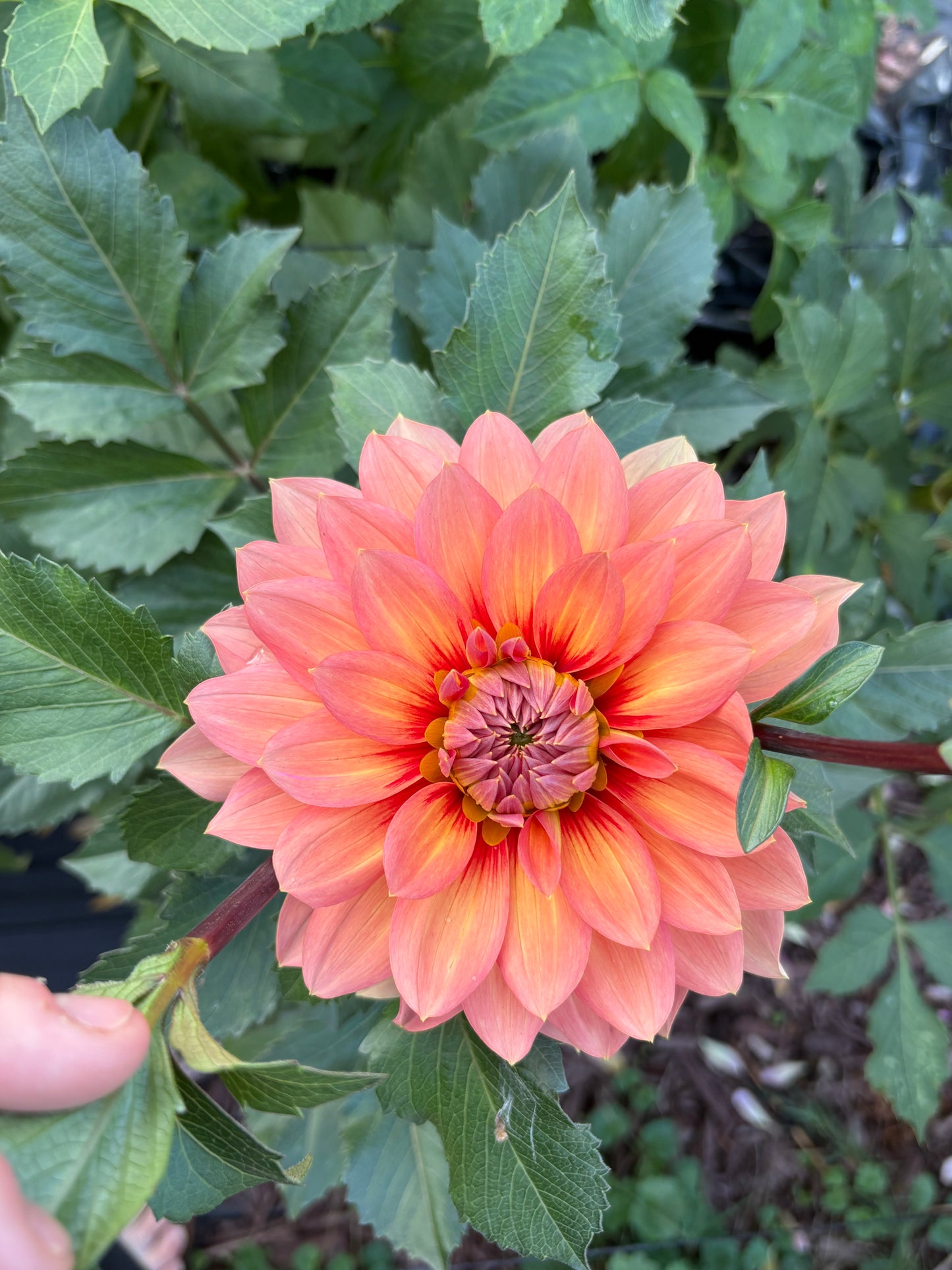 Dahlia Seeds Breeders Mix