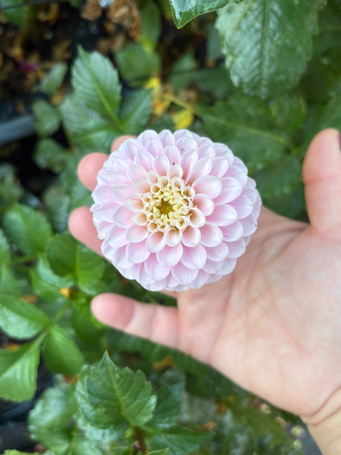 Dahlia Seeds Breeders Mix