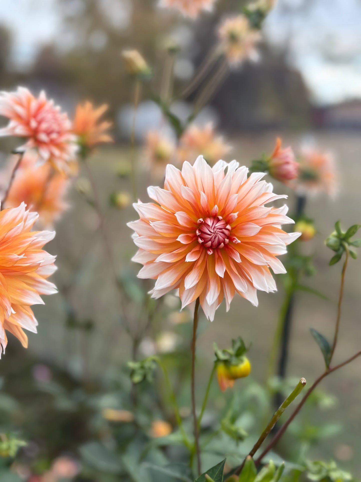 Dahlia Seeds Breeders Mix