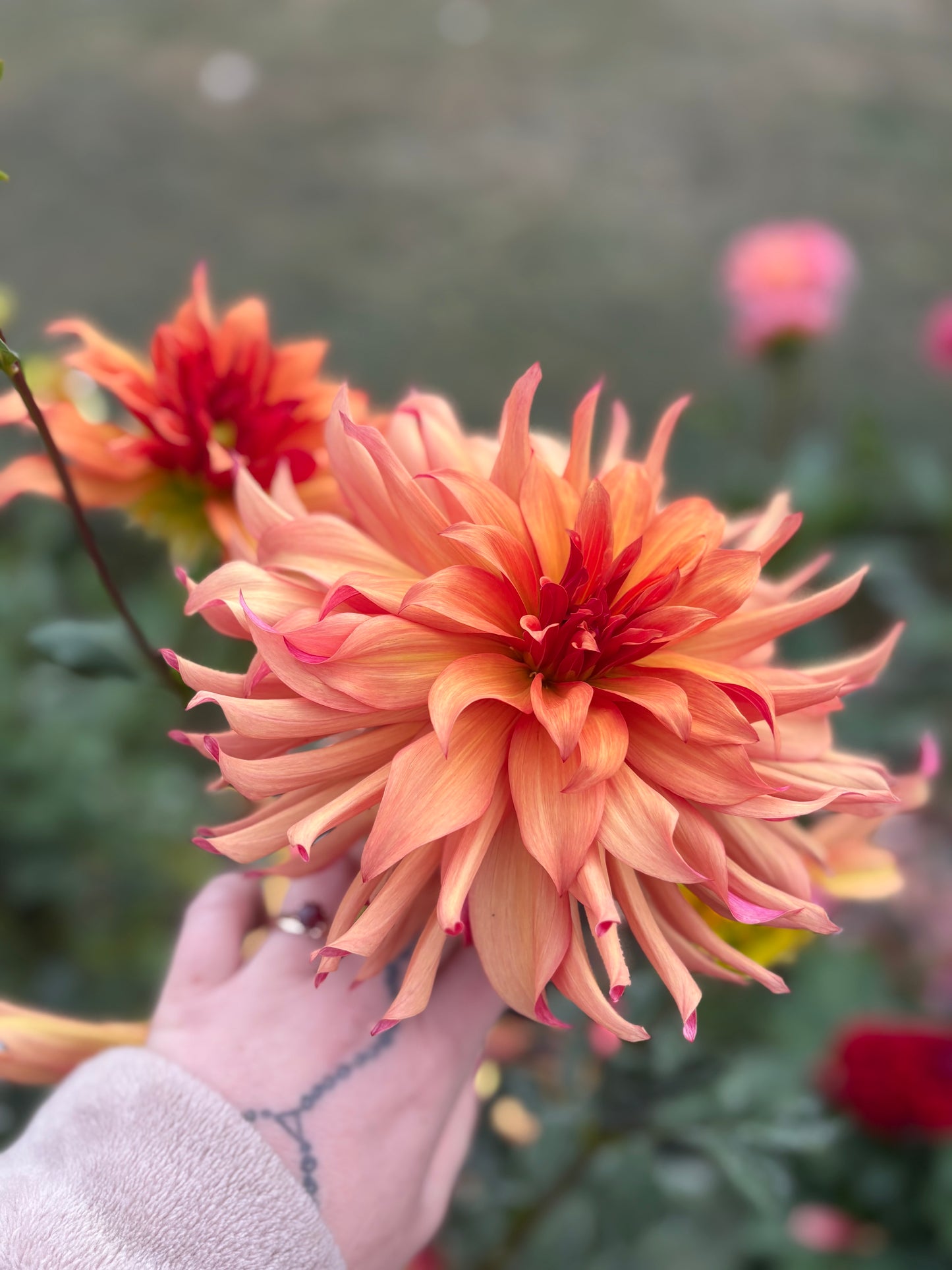 Dahlia Seeds Breeders Mix