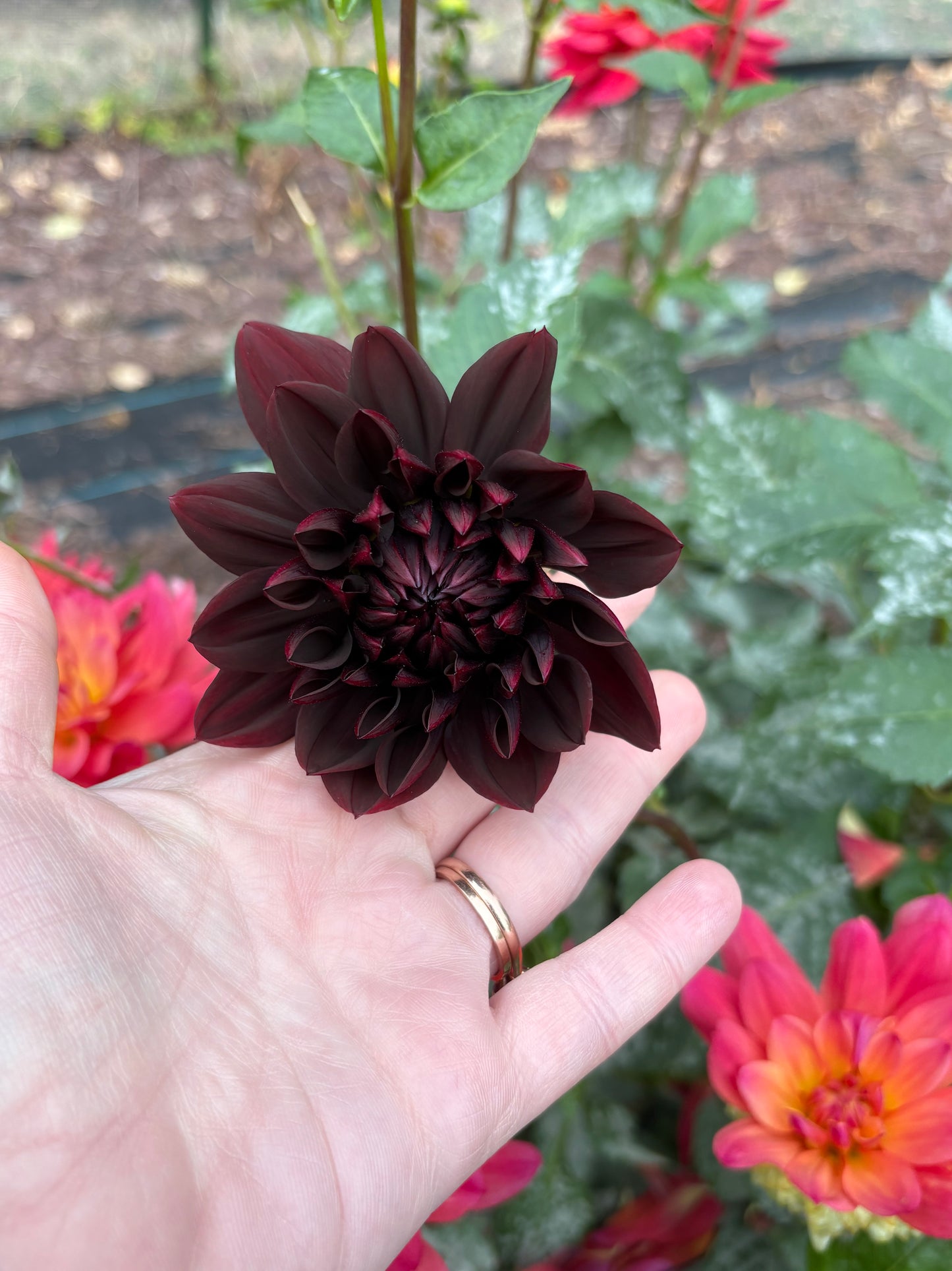 Dahlia Seeds Breeders Mix