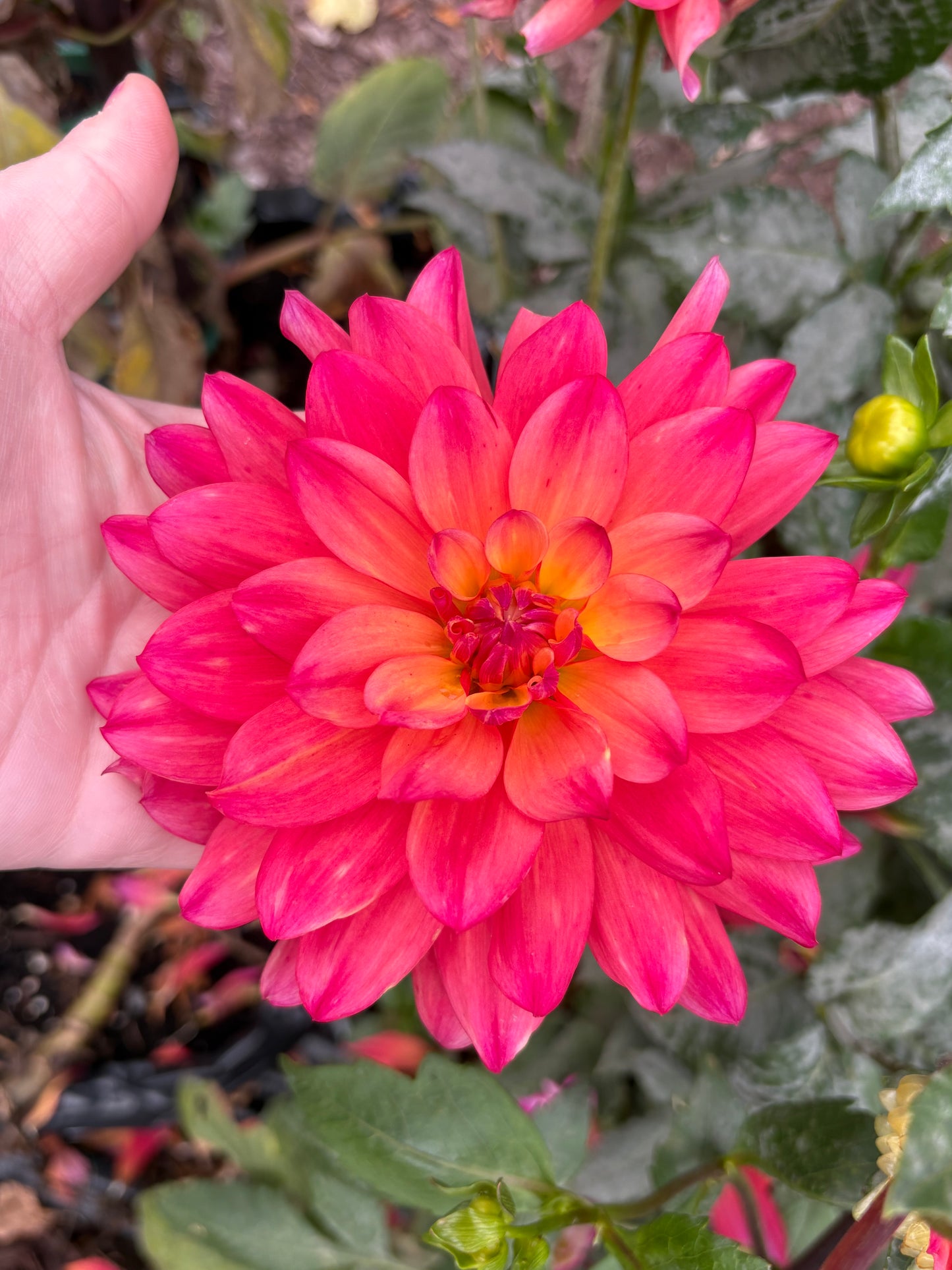 Dahlia Seeds Breeders Mix