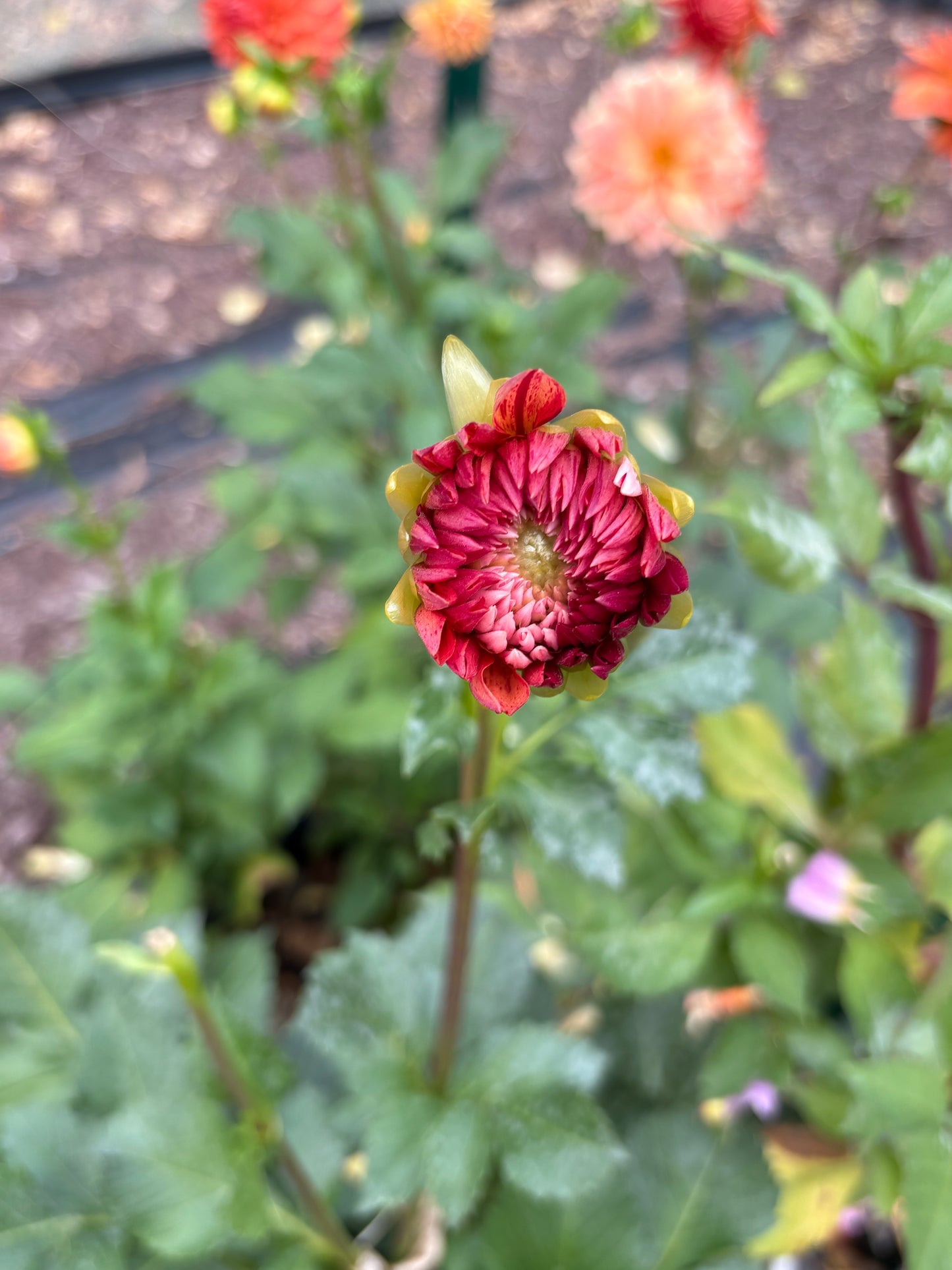 Dahlia Seeds Breeders Mix