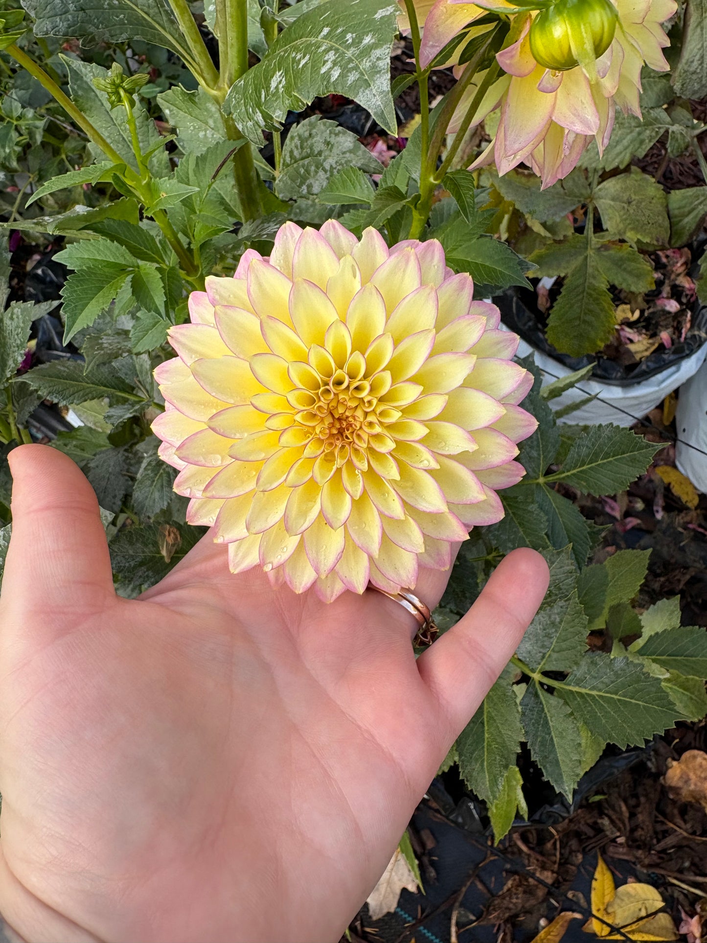 Dahlia Seeds Breeders Mix