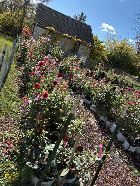 Dahlia Seeds Breeders Mix