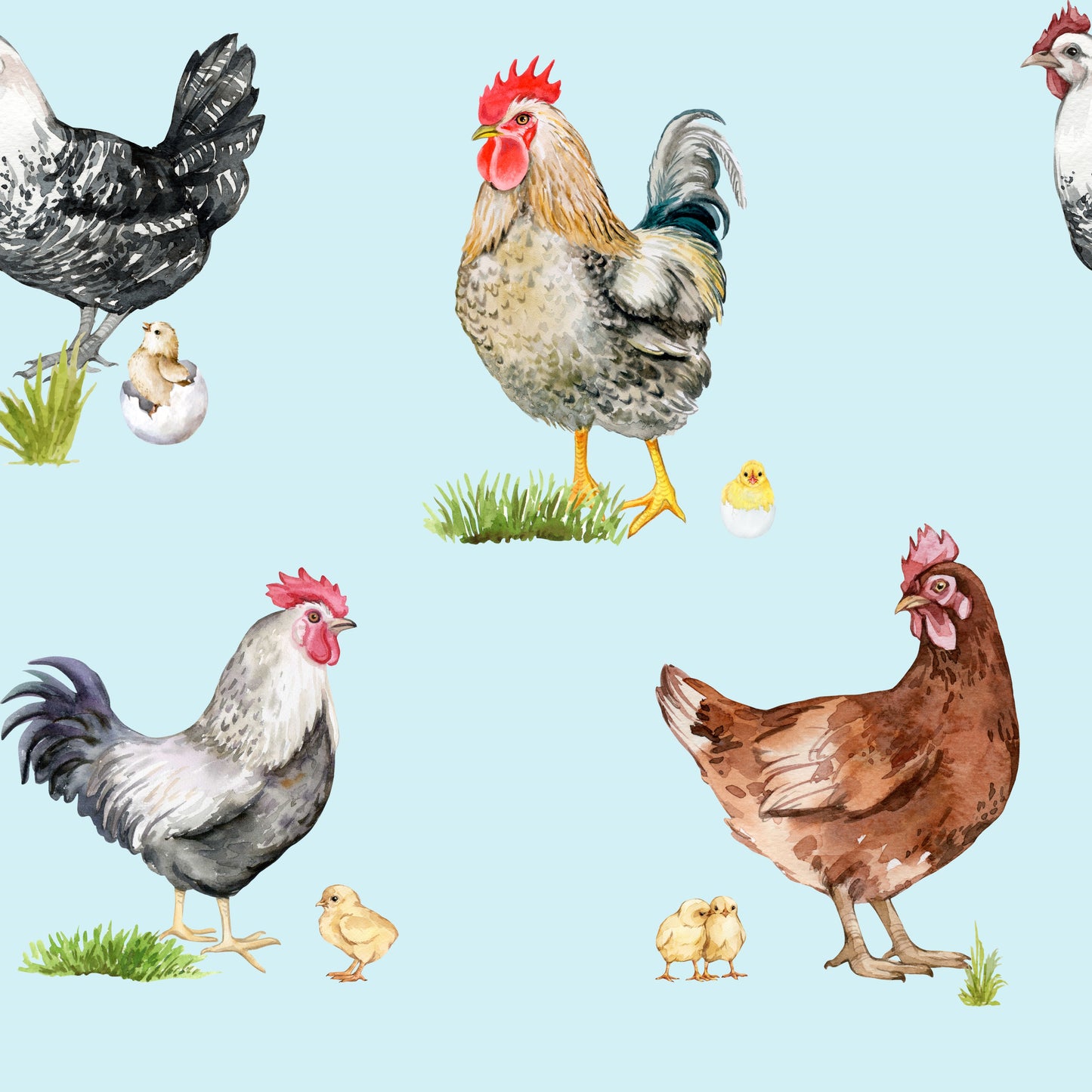Aishah’s Chickens Collection